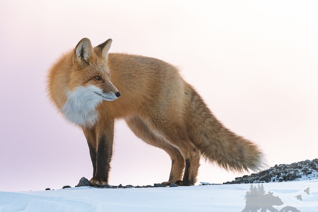 Red fox in winter light