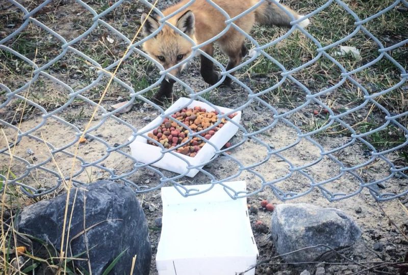 Fox kit invesitages a bowl of dog food some moron slid under a chain link fence near the den.