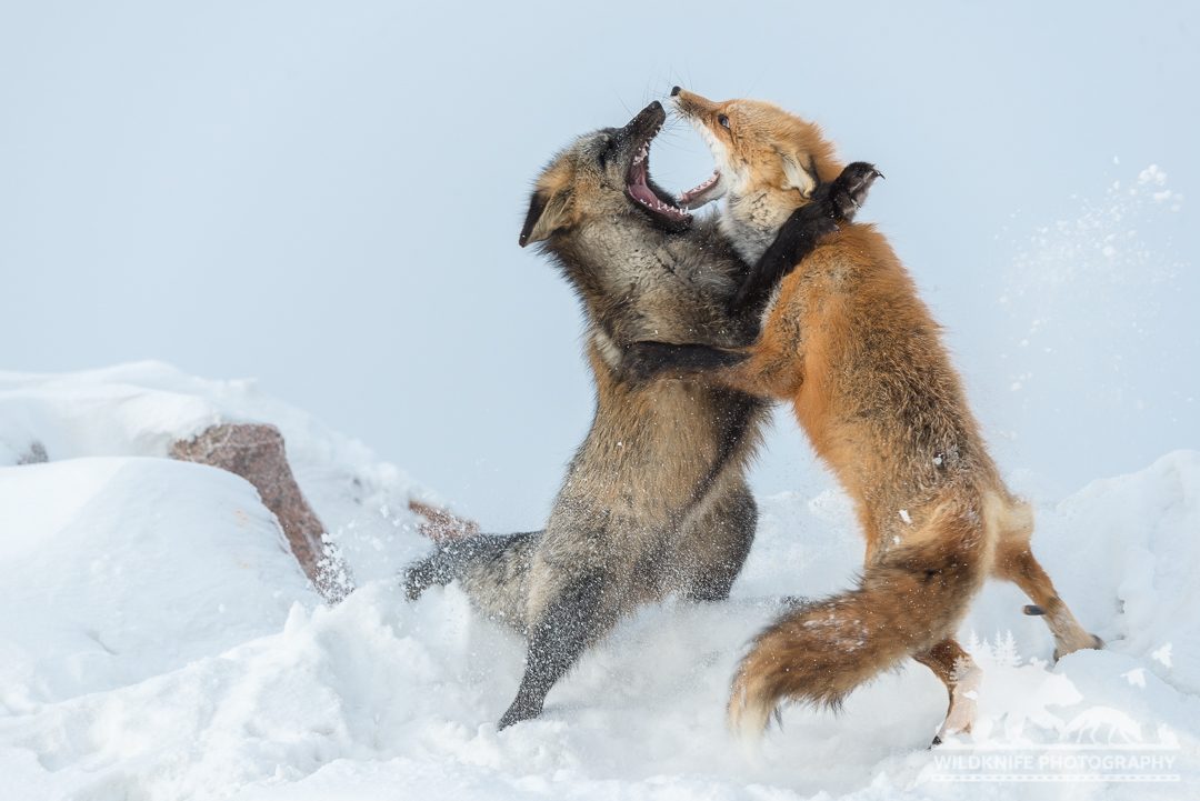 Boxing Foxes