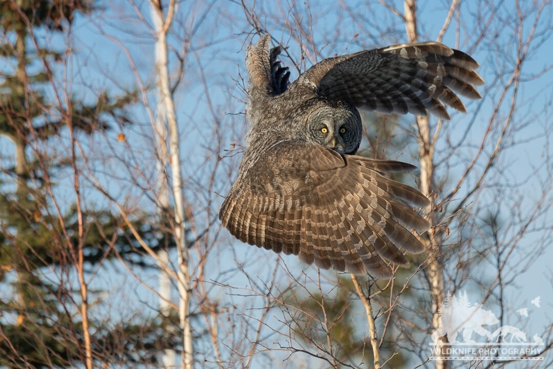 Great Gray Owl leaps into the air from its perch